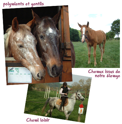 Gite et ferme equestre - equi-gite-pesteau