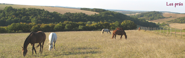 Gite et ferme equestre - equi-gite-pesteau