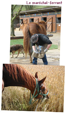 Gite et ferme equestre - equi-gite-pesteau