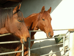 Gite et ferme equestre - equi-gite-pesteau